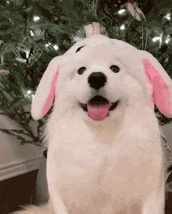 2130706433_phJmVi0W_6cc86fc4fd8532824aae9cbc824aa36dd7a07517.gif
