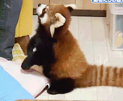 2130706433_q3NcBpD8_fa76b2ad761e66aef57388684f461ac357d1f356.gif